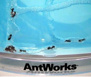 ant_works